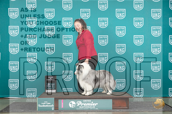 Shetland Sheepdog #579 Thur AOE Judge Stephanine Mueller__JP_0961_Premier_2024_HR3