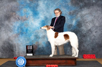 Borzoi #8 Sat BOSM Judge Sidney Marx