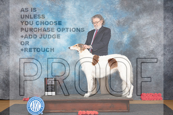 Borzoi #8 Sat BOSM Judge Sidney Marx__JP_0016_Sulphur Springs_2024_HR3