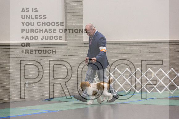 Poodle Std MC Ring Sat_JJL_8710_UKCLNGVIEWOCT2024_2024_HR3