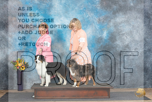 Miniature American Shepherd #9 see card__JP_0056_Abilene_2024_HR3