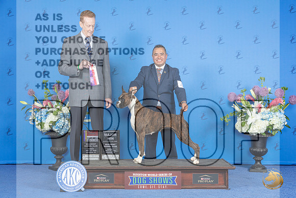 Boxer #48 SUN WB BOS Judge Ronald Freeman__JP_0308_Houston_2024_HR3