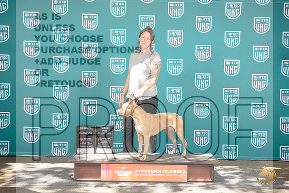 American Pitbull Terrier #323 Reserve TD Judge Matt Proctor__JP_1911_Longview WA_2024_HR3