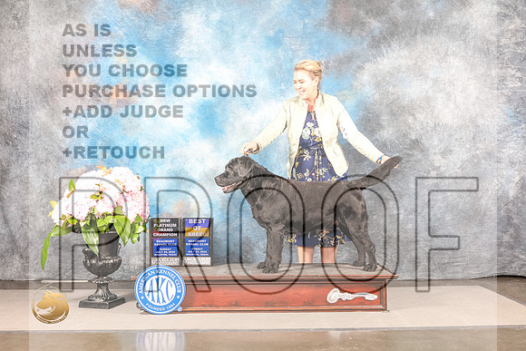 Labrador Retriever #? SUN BOB NPGCH Judge Janet FinkLabrador Retriever #? SUN BOB NPGCH Judge Janet Fink_MJ_8114_Houston_2022_HR3_Houston_2022_HR3