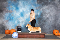 Pembroke Welsh Corgi #15 Sun WDBOS Judge Ray Filburn