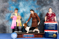 Basset Hound #J515 WED BJr NOHS G1 Judge Marilyn Pipes