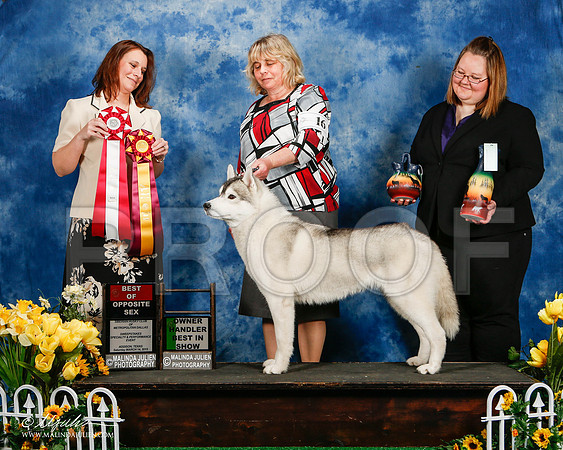 _ST_4134-2-AddisonHuskyMar2015-HR3