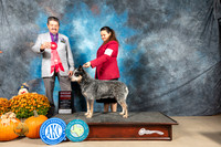 Australian Cattle Dog #7 Sun G2 Judge Lisa Graser
