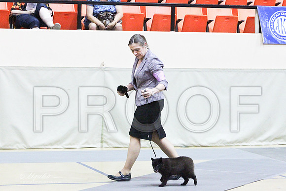MatchPup-9377LR
