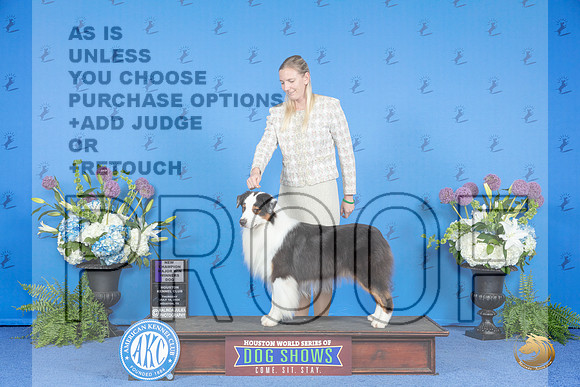 Australian Shepherd #31 THUR WD NC M Judge Nancy Liebes__JP_8354_Houston_2024_HR3