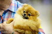 Bridget McDonald Pom