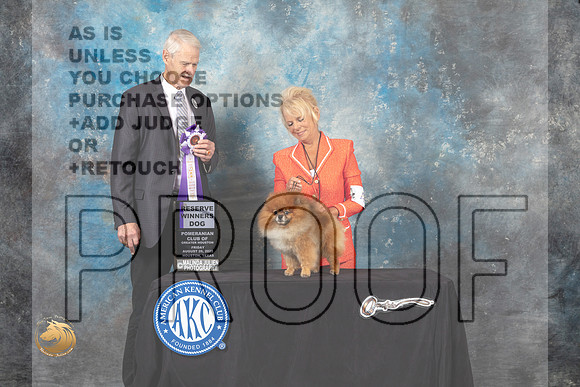 Pomeranian #51 Fri RWD Judge Jon Cole_MJ_9636_HstnTOY_2022_HR3