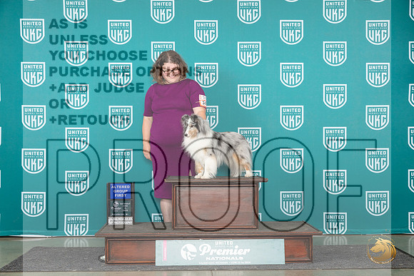 Shetland Sheepdog #343 Sat AG1 Judge Rick Gann__JP_2528_Premier_2024_HR3