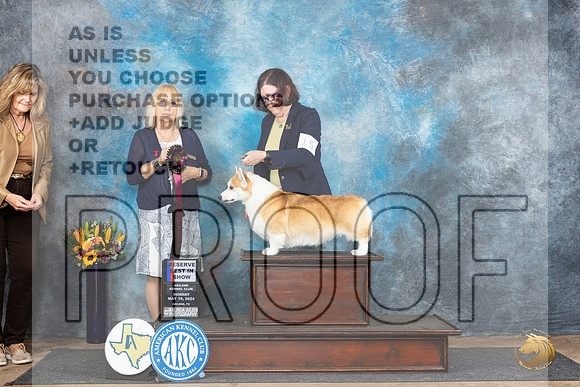 Pembroke Welsh Corgi #15 Sun RBIS Judge Edy Blum__JP_0179_Abilene_2024_HR3