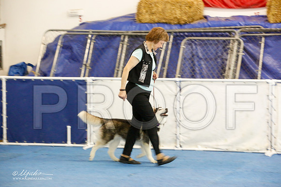 _M3_7727-AddisonHuskyMar2015-HR3