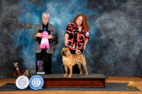 Chinese Shar Pei #9 Fri OHG1 Judge Robert Stein