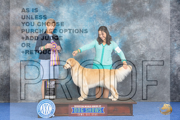 Golden Retriever #20 WED BISS Judge Ellen Hardin__JP_6934_Houston_2024_HR3