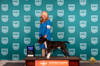 American Pit Bull Terrier #180 Sat G1 Judge Larry Hansen