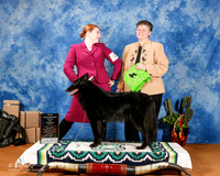 Belgian Sheepdog #12 Fri WB Maj NCh +A3