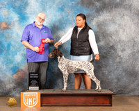 German Shorthaired Pointer #218 Sat2 G2 Judge Matthew Proctor
