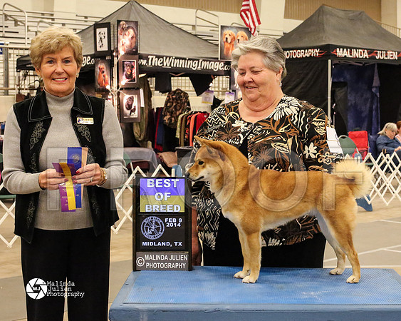 Shiba-7611-MidFeb14-HR