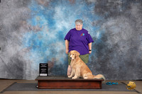 Golden Retriever #616 Sun New Title Elite Judge Peter Betchly