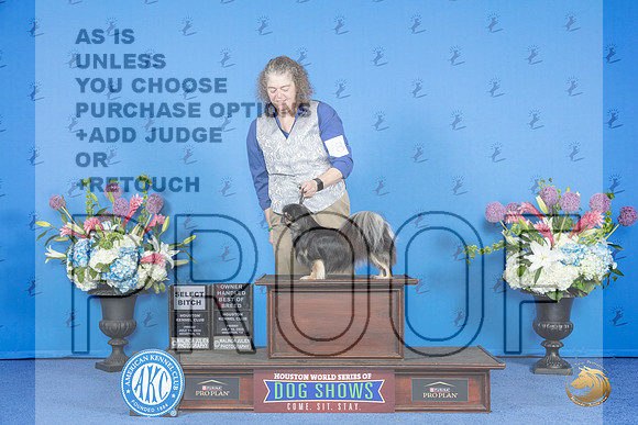 TIbetan Spaniel #8 FRI SB OHBOB Judge Jon Cole__JP_9138_Houston_2024_HR3