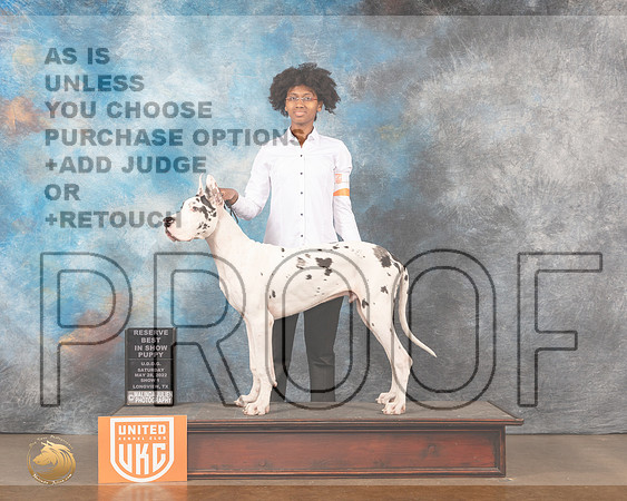 Great Dane #162 Sat1 PRBIS Judge Monique LaPeirreMMJ_5760_Lngvw2022HR3