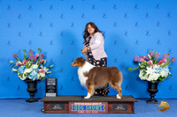 Australian Shepherd #27 FRI RWD Judge Annella Cooper