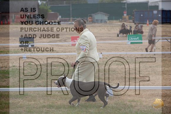 Ringside Longview WA 2024 American Pit Bull Terrier #140_JJL_3473_Longview WA_2024_HR3