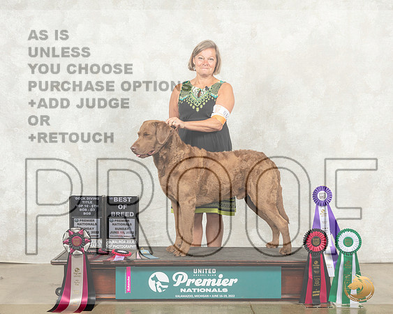 Chesapeake Bay Retriever #869 Sun__MJ_9529_Premier_2022_HR3