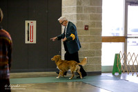 Nova Scotia Duck Tolling Retriever Sat S1