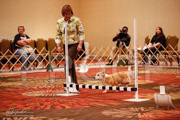 _JJ_7194-HstnCorgiFeb2015-HR3