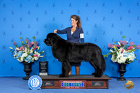 Newfoundland #11 SUN OHG3 Judge Douglas Johnson
