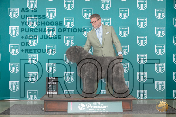 Bouvier des Flandres Fri #840 BOB Judge Stanley Matsumoto__JP_2143_Premier_2024_HR3