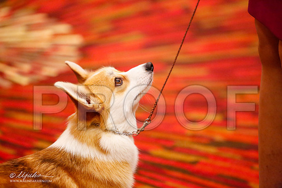 _JJ_0120-HstnCorgiFeb2015-HR3