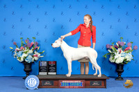 Dogo Argentino #7 SUN WD BOW BOS Judge Ronald Freeman