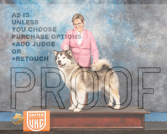 Alaskan Malamute #176 Sat2 BIS Judge Pam Moore_MMJ_6549_Addison2022_HR3