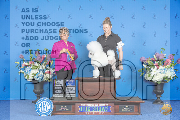 Poodle Miniature #8 SAT WB BOW BOB NC Judge Sandra Lex__JP_9803_Houston_2024_HR3