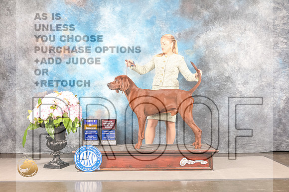 Redbone Coonhound #5 Sun BOBOHBOB Judge Polly SmithRedbone Coonhound #5 Sun BOBOHBOB Judge Polly Smith_MJ_7762_Houston_2022_HR3_Houston_2022_HR3