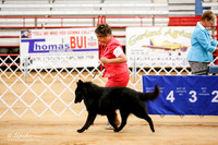 Belgian Tervuren Sat Ring