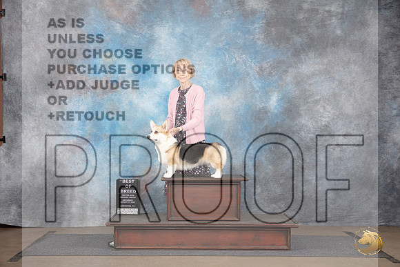 Pembroke Welsh Corgi #388 Sat BOB Judge Jennifer Landers__JP_2696_LongviewTX_2024_HR3