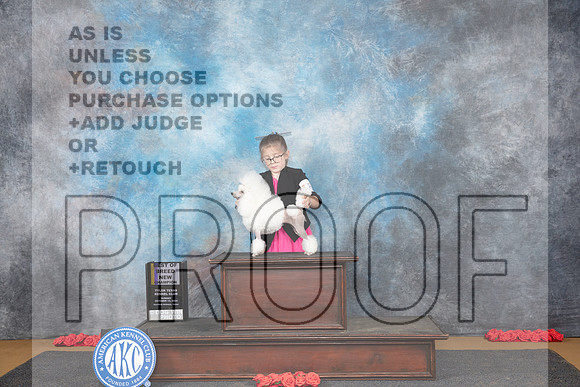 Poodle Toy # Sun BOB NCH Judge Nikki Riggsbee__JP_0636_Sulphur Springs_2024_HR3