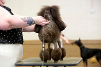 Poodle Miniature #? Ringside Sat