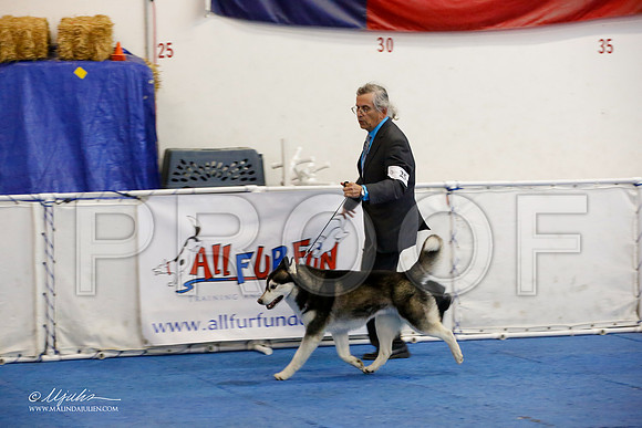 _M3_1284-AddisonHuskyMar2015-HR3