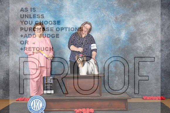 Biewer Terrier #10 Sun BOB NGCH Judge Nikki Riggsbee__JP_0675_Sulphur Springs_2024_HR3