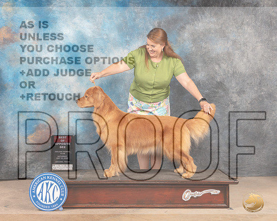 Golden Retriever #6 Sat BOS Judge Eric Liebes-MMJ_3939-Abilene2022-HR3