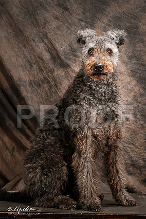 _ST_3948-2-Pumi-HR3