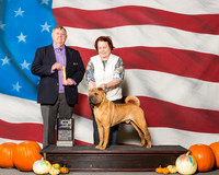 Chinese Shar Pei #5 Sat BOB MAJ Patten Phyllis Judge Mr Richard H Mullen
