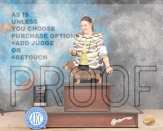 Dacshund Wirehaired #25 Sun Judge Thomson Stanfield Jr-MMJ_4577-Abilene2022-HR3